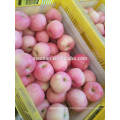 China Fresh Apple Fuji-rot allgemeine Ernte 2017